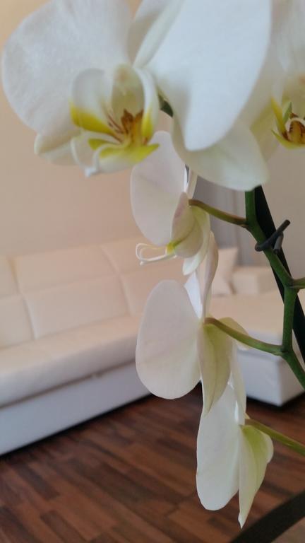 Trastevere Four Seasons Valadier Roma Ngoại thất bức ảnh